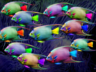 Colorful fish bioluminescent underwater algae - bioluminescence free wallpaper
