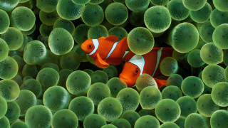 Clown fish green sea anemones 5 - white dot free wallpaper