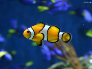 Clownfish aquarium blurry bokeh neofauvism - neofauvism free wallpaper