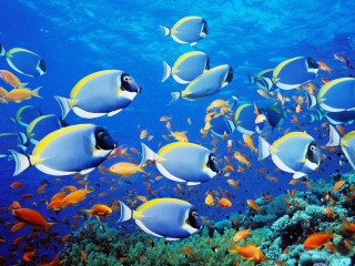 Large group fish ocean coral - a large group of fish swimming in the ocean together free wallpaper