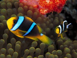 Clown fish anemone corals aquarium - coral free wallpaper