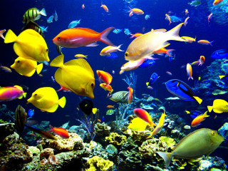 Large group fish aquarium water 2 - coral free wallpaper