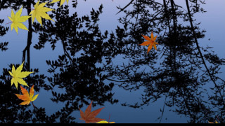 Leaves floating water trees branches 3 - a group of leaves free wallpaper