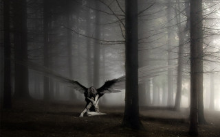 Bird flying forest foggy day - a foggy day free wallpaper