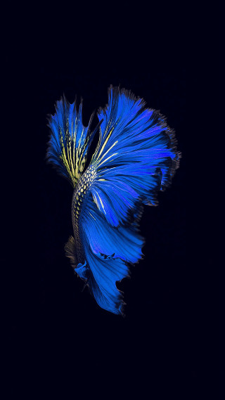 Blue fish yellow tail black - photography free wallpaper for mobile