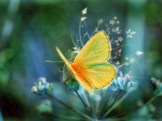 Yellow butterfly flower field blue 2 - a yellow butterfly free wallpaper