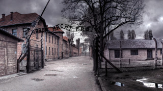 Street tree building adolfborn grim - adolf born free wallpaper