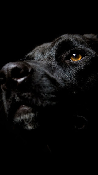 Black dog yellow eye looking - free dogs wallpaper for mobile