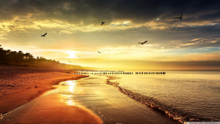 Beach birds flying sunset dawn 2 - artur tarnowski free wallpaper for desktop