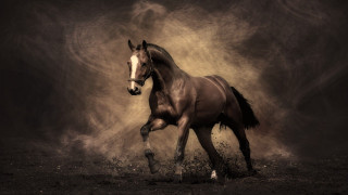 Horse running field dust bird - the ground below free wallpaper