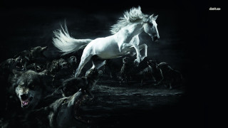 White horse running dogs night - annie leibovitz free wallpaper