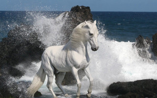 White horse running water cliff - surrealism free wallpaper