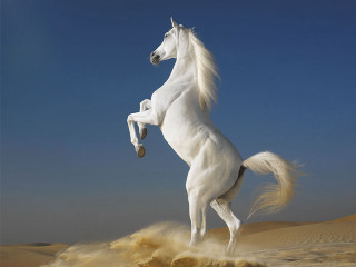 White horse hind legs desert 3 - farid mansour free wallpaper