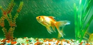 Fish aquarium plants rocks gravel - a large aquarium free wallpaper