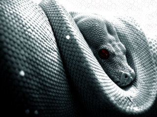 Snake wrapped pillow red eyes - a snake free wallpaper