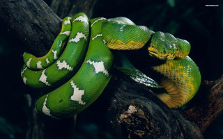 Green snake curled up branch 3 - a green snake free wallpaper