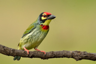 Colorful bird red head yellow - a green background free wallpaper