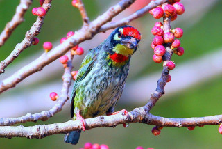 Bird branch berries green red - back end free wallpaper for desktop