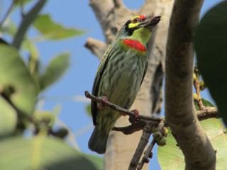 Red yellow bird branch tree - head free wallpaper