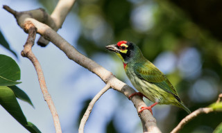 Green bird red head branch - a green bird free wallpaper