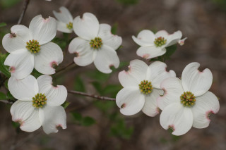 White flowers green leaves woods - digital photography free wallpaper
