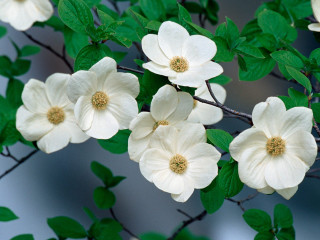 White flowers tree branch green - balcomb greene free wallpaper