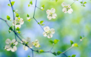 Branch white flowers green leaves 13 - soft color free wallpaper