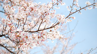 Tree white flowers blue sky 6 - chang daichien free wallpaper