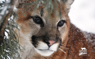 Mountainlion snow pinetree portrait blurry - a portrait free wallpaper