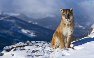 Mountain lion snow covered hill - hill free wallpaper