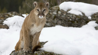 Mountain lion sitting rock snow - a rock in the snow free wallpaper
