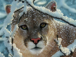 Mountain lion snow covered branches - a mountain lion free wallpaper