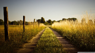 Dirt road field tallgrass trees - tall grass and trees free wallpaper