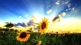 Sunflower field sunshine clouds background 2 - a field of sunflowers free wallpaper