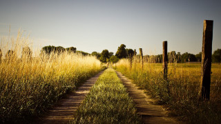 Dirt road field tall grass 2 - tall grass and trees free wallpaper