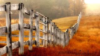 Wooden fence bird fog autumn - a few tree free wallpaper