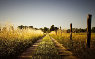 Dirt road field tall grass 3 - a dirt road in a field free wallpaper