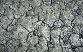 Cracked tree trunk grass growing - the ground below free wallpaper