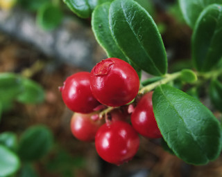 Close up berries tree branch - a tree branch free wallpaper for desktop