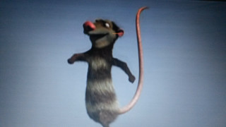 Rat jumping air long tail - a long tail free wallpaper