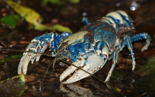 Blue white lobster water leaves - edge free wallpaper