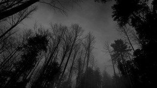 Dark forest tall trees fog - a dark forest free wallpaper