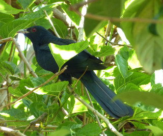 Black bird branch tree leaves 2 - a red eye free wallpaper