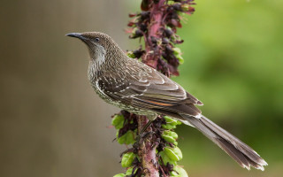 Bird perched branch plant flowers - sumatraism free wallpaper for desktop
