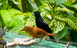 Tropical birds feeder green foliage - a tropical setting free wallpaper