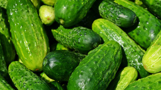 Cucumbers water droplets green leaves - green leaf free wallpaper for desktop