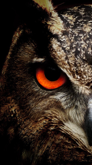 Owl orange eyes black background 4 - orange eye free wallpaper for mobile