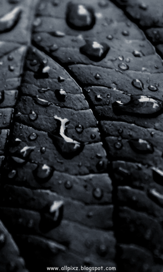 Close up leaf water drops 4 - an ambient occlusion free wallpaper for mobile
