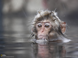 Monkey swimming water head above - a monkey free wallpaper
