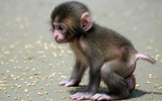 Small monkey sitting sandy food - sandy free wallpaper